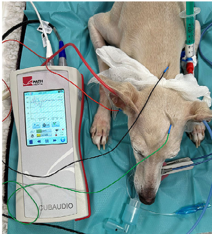 CUBAUDIO device beside a dog.